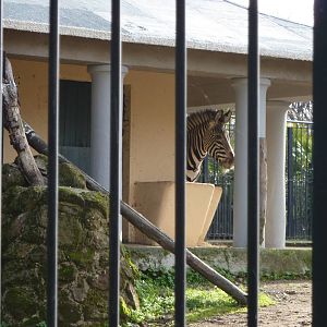Bioparco Roma - Zebra