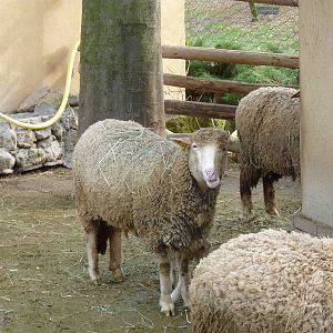 Bioparco Roma - Sheep in Children's zoo