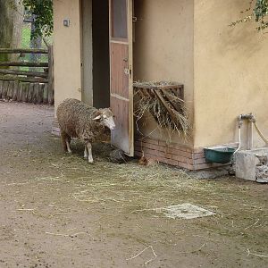 Bioparco Roma - The investigator