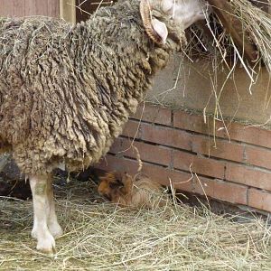 Bioparco Roma - The intruder