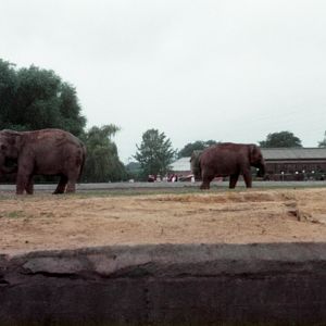 Elephants at Chester Zoo - 1979