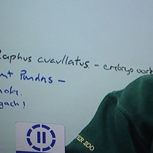 Giant Panda on the Whiteboard!