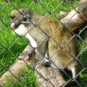 Lesser Spot Nosed Guenon
