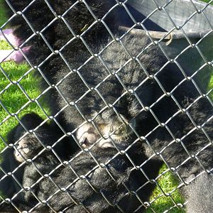 Siamang and Baby