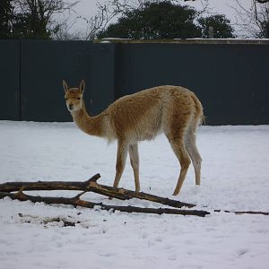 Vicuna