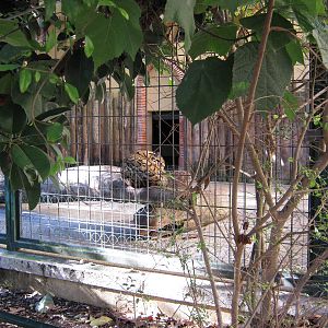 "New" clouded leopard cage ...