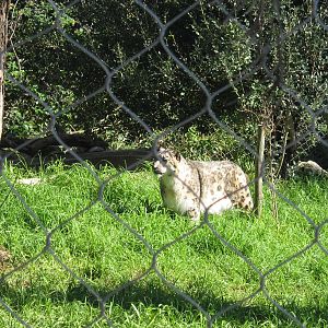 Snow leopard