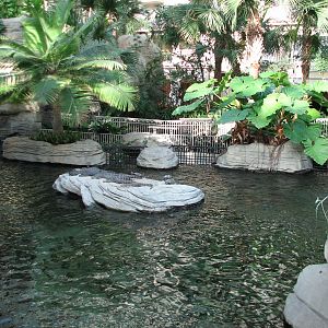 Gaylord Palms - St. Augustine Atrium - Gator Springs