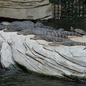 Gaylord Palms - St. Augustine Atrium - Gator Springs