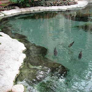 Gaylord Palms - Key West Atrium