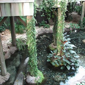 Gaylord Palms - Everglades Atrium - Fish Pool