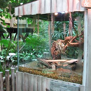 Gaylord Palms - Everglades Atrium - Sawgrass Place Baby American Alligator