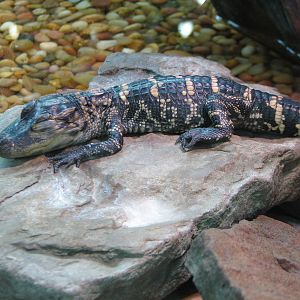 Gaylord Palms - Everglades Atrium - Baby American Alligator