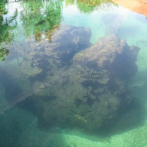 Shark Reef at Disney Typhoon Lagoon