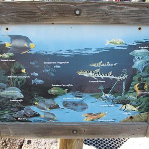 Shark Reef at Disney Typhoon Lagoon - Species Graphic