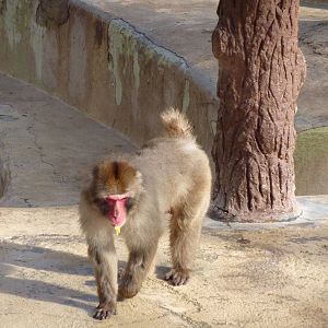 Bioparco Roma - Japanese macaque