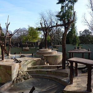 Bioparco Roma - Japanese macaques
