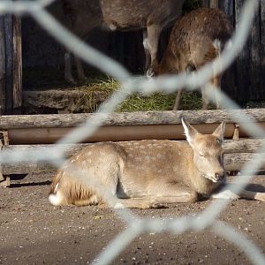 Bioparco Roma - Fallow deer