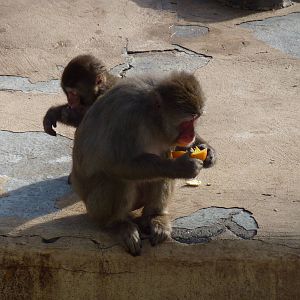 Bioparco Roma - Japanese macaques