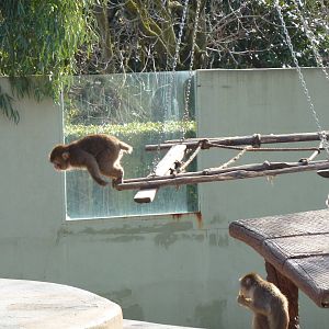 Bioparco Roma - The jump