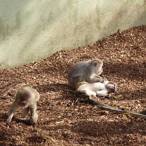 Bioparco Roma - Japanese macaques