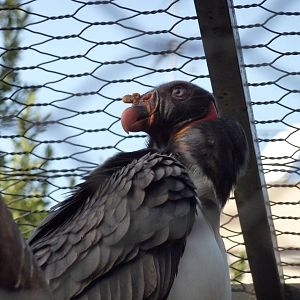 Bioparco Roma - King vulture