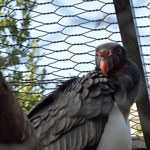 Bioparco Roma - King vulture