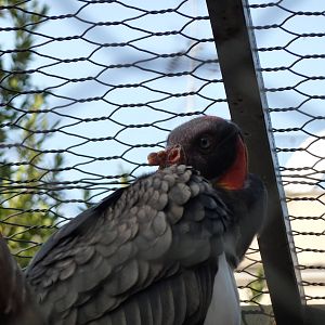 Bioparco Roma - King vulture