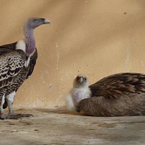 Bioparco Roma - Griffon vultures