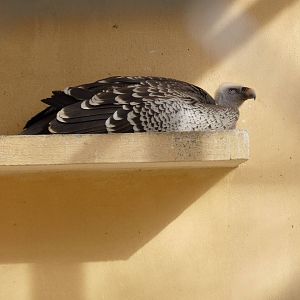 Bioparco Roma - Griffon vulture