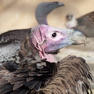 Bioparco Roma - Lappet-faced and Griffon vultures