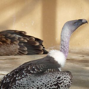 Bioparco Roma - Griffon vultures