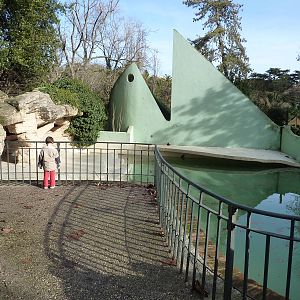 Bioparco Roma - Grey seal pool