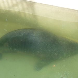 Bioparco Roma - Grey seal