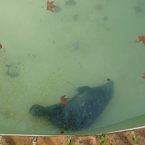Bioparco Roma - Grey seal