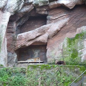 Bioparco Roma - Tiger