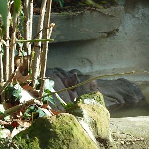 Bioparco Roma - Hippo