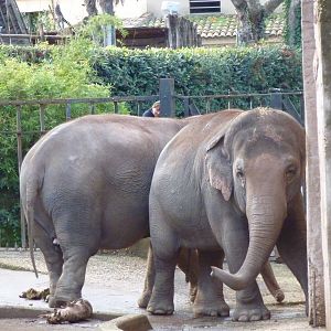 Bioparco Roma - Elephants
