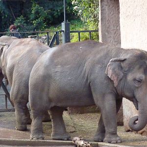 Bioparco Roma - Elephants