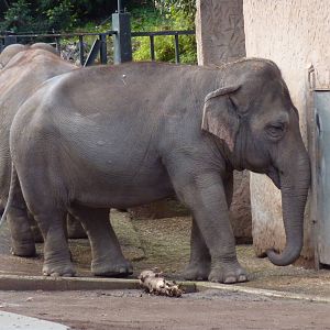 Bioparco Roma - Elephants