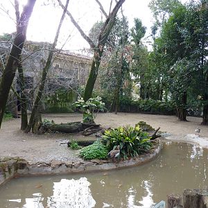 Bioparco Roma - Pygmy hippo enclosure