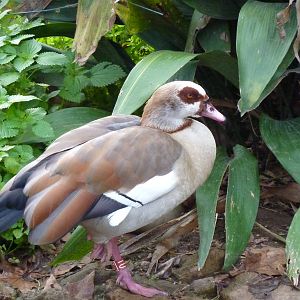 Bioparco Roma - Egyptian goose