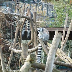 Bioparco Roma - Lemurs