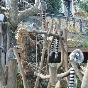 Bioparco Roma -