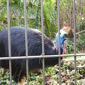 Bioparco Roma - Cassowary