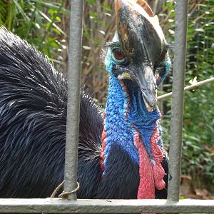 Bioparco Roma - Cassowary