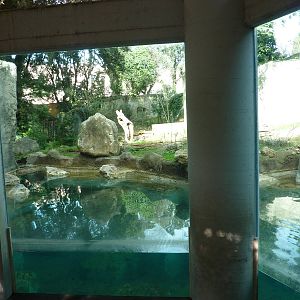 Bioparco Roma - Bear underwater viewing