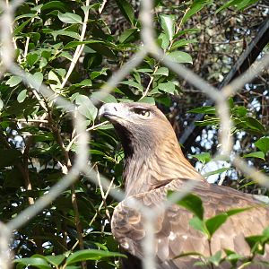 Bioparco Roma - Golden eagle