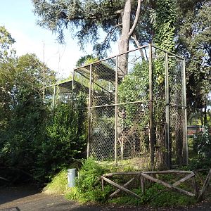Bioparco Roma - Golden eagle aviary