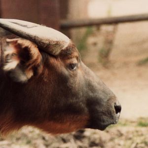 Windsor Safari Park About 1989